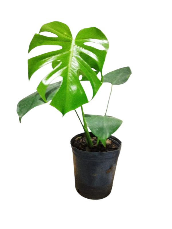 BABY MONSTERA DELICIOSA. UN TOQUE TROPICAL PARA TU HOGAR! - Image 6