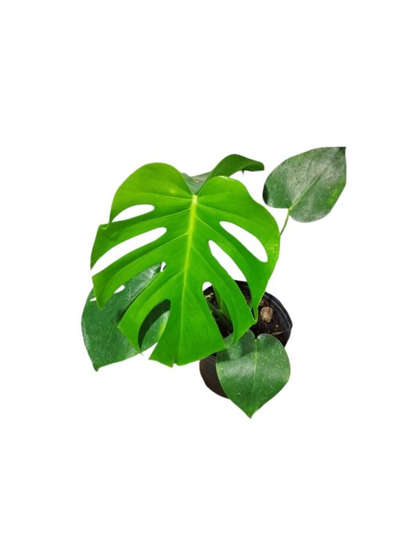 BABY MONSTERA DELICIOSA. UN TOQUE TROPICAL PARA TU HOGAR! - Image 7