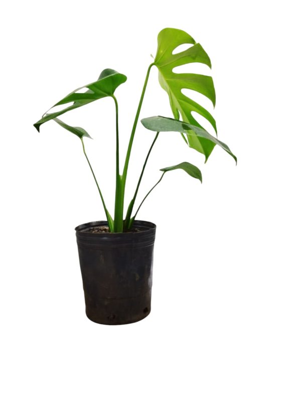 BABY MONSTERA DELICIOSA. UN TOQUE TROPICAL PARA TU HOGAR! - Image 8