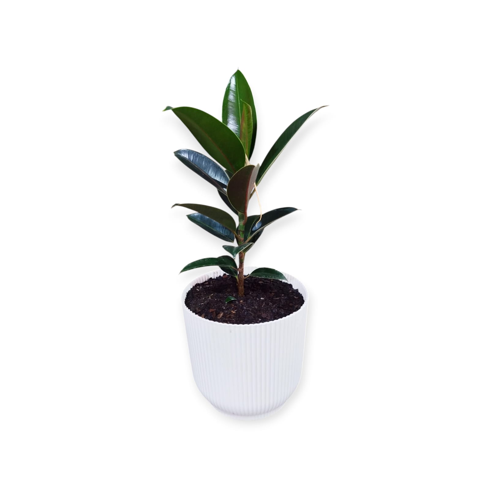 Ficus Elastica Baby en maceta Milan. Tu rincón soñado, ahora es posible! 🌿 - Image 5
