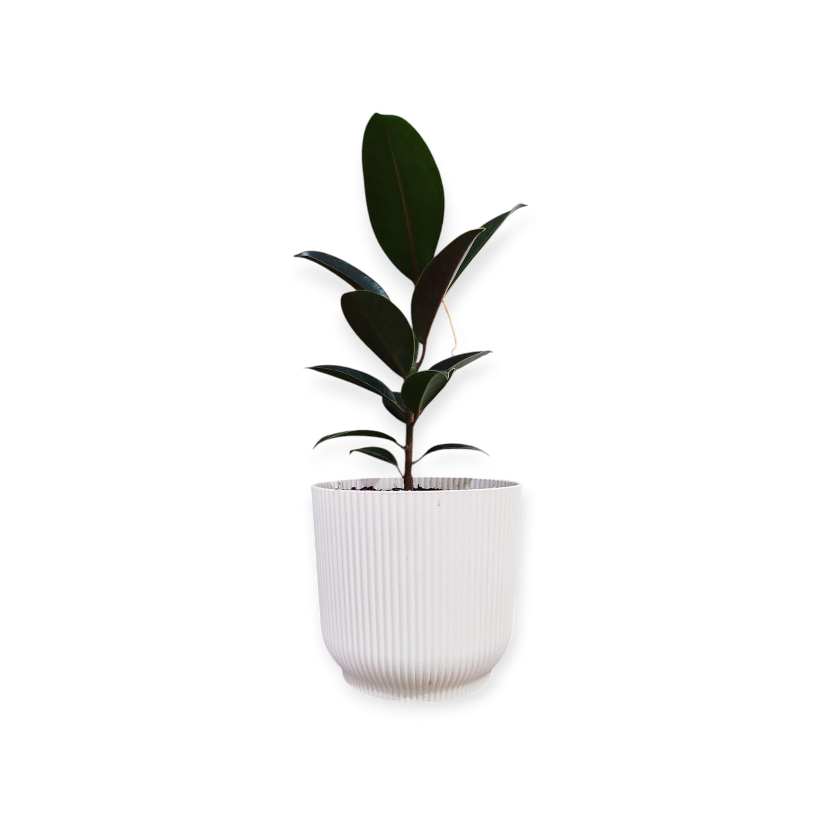 Ficus Elastica Baby en maceta Milan. Tu rincón soñado, ahora es posible! 🌿 - Image 3