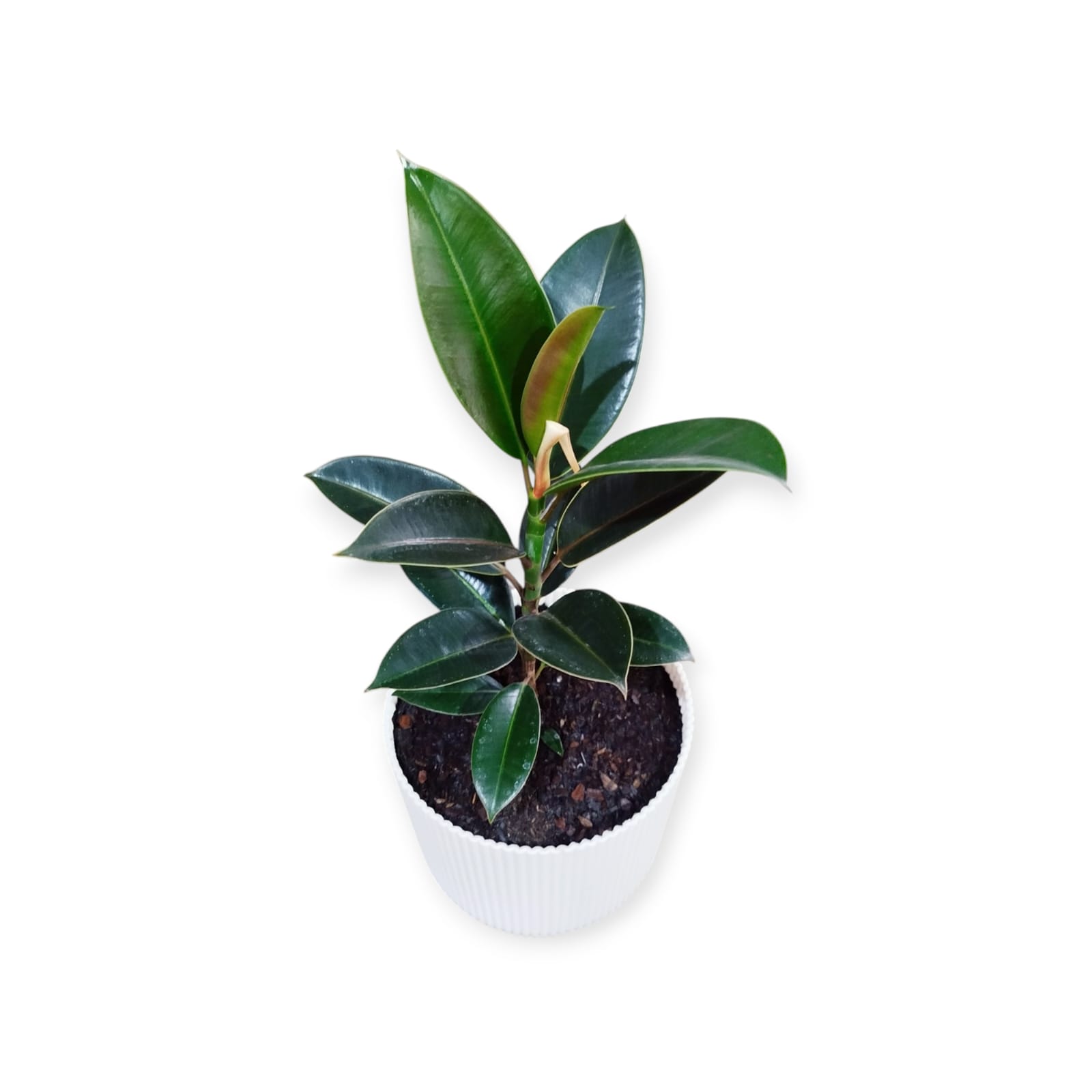 Ficus Elastica Baby en maceta Milan. Tu rincón soñado, ahora es posible! 🌿 - Image 4
