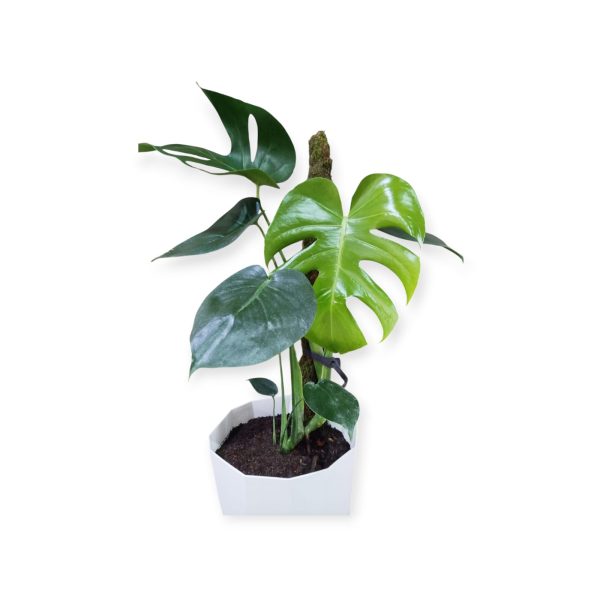 MONSTERA DELICIOSA EN MACETA FACETADA. UN TOQUE TROPICAL PARA TU HOGAR! - Image 2