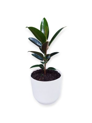 Ficus Elastica Baby en maceta Milan. Tu rincón soñado, ahora es posible! 🌿