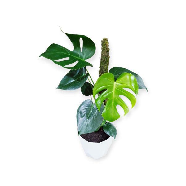 MONSTERA DELICIOSA EN MACETA FACETADA. UN TOQUE TROPICAL PARA TU HOGAR! - Image 3