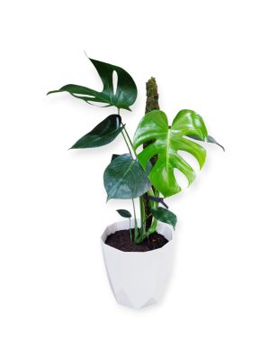 MONSTERA DELICIOSA EN MACETA FACETADA. UN TOQUE TROPICAL PARA TU HOGAR!