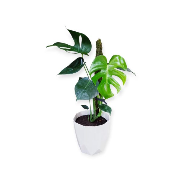 MONSTERA DELICIOSA EN MACETA FACETADA. UN TOQUE TROPICAL PARA TU HOGAR!