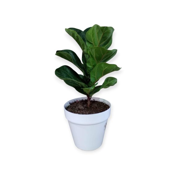 Descubrí el encanto del Baby Ficus Lyrata: ¡La planta que crece con vos! 🌱