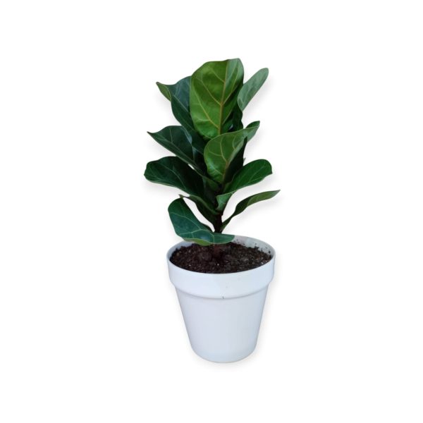 Descubrí el encanto del Baby Ficus Lyrata: ¡La planta que crece con vos! 🌱 - Image 3