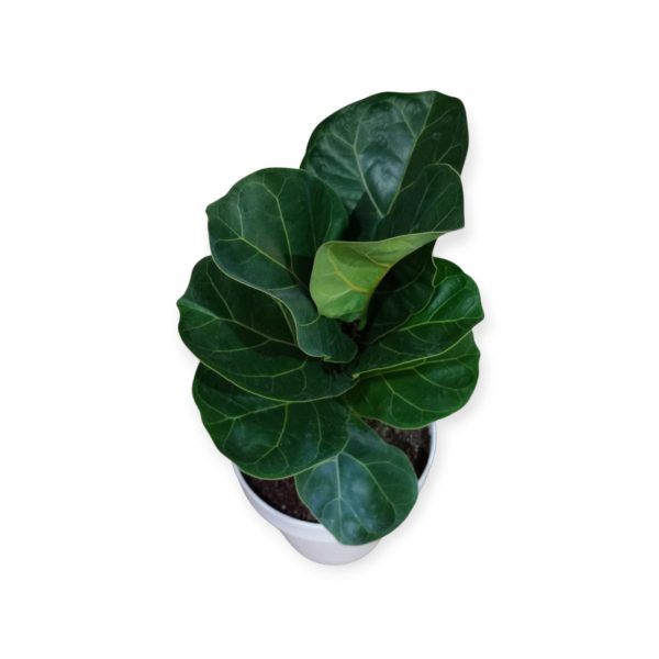 Descubrí el encanto del Baby Ficus Lyrata: ¡La planta que crece con vos! 🌱 - Image 2