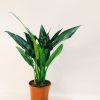 Aglaonema Maria Chica