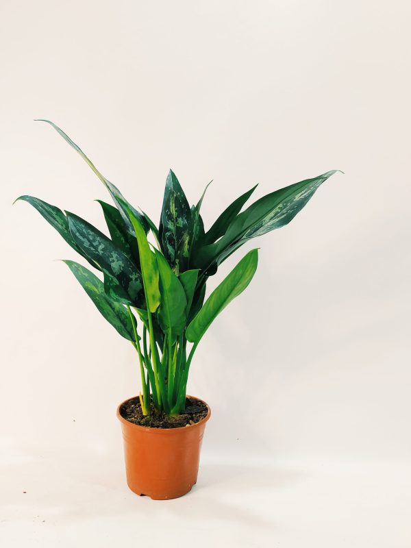 Aglaonema Maria Chica