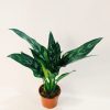 Aglaonema Maria Chica - Image 2