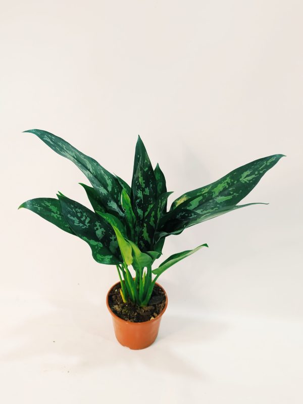 Aglaonema Maria Chica - Image 2
