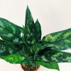 Aglaonema Maria Chica - Image 3