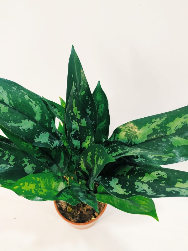 Aglaonema Maria Chica - Image 3