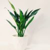 Aglaonema Maria Chica - Image 4