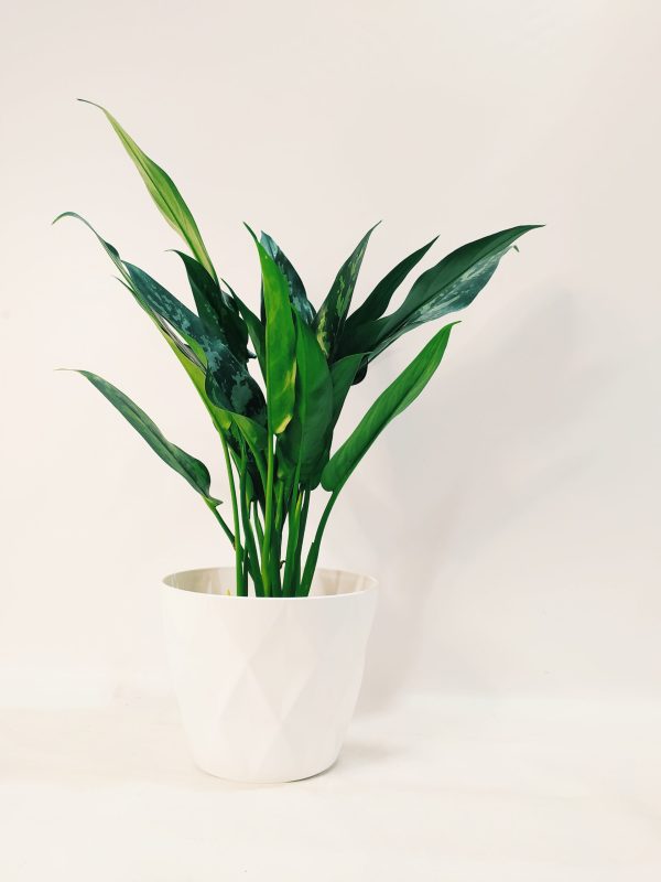 Aglaonema Maria Chica - Image 4