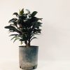 Dracena Baby Chocolate