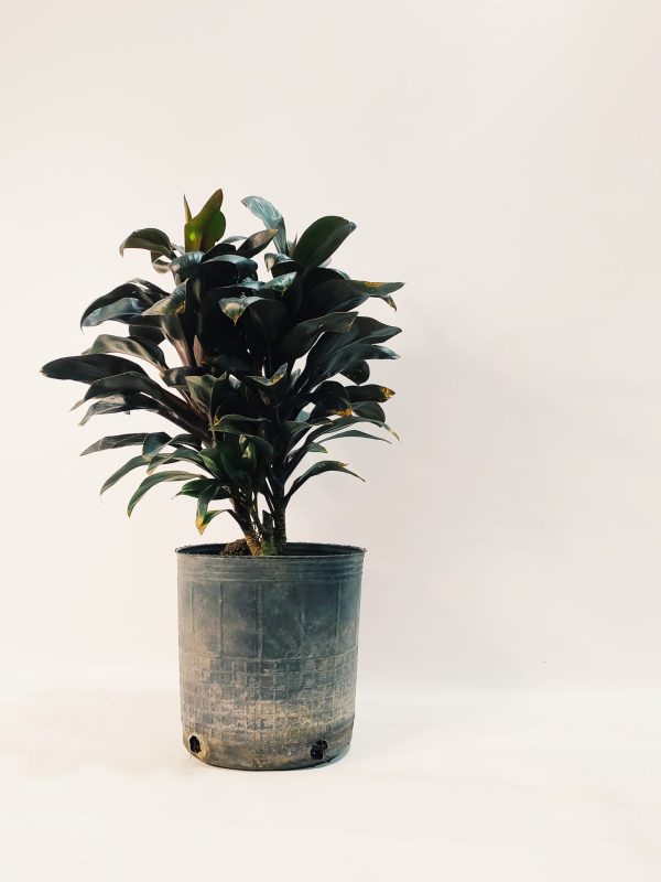 Dracena Baby Chocolate