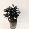 Dracena Baby Chocolate - Image 3