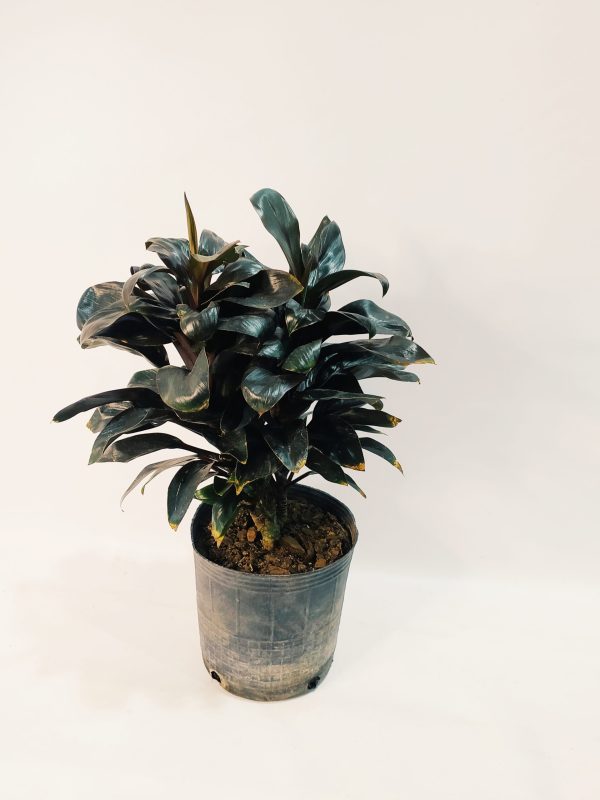 Dracena Baby Chocolate - Image 3
