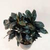 Dracena Baby Chocolate - Image 2