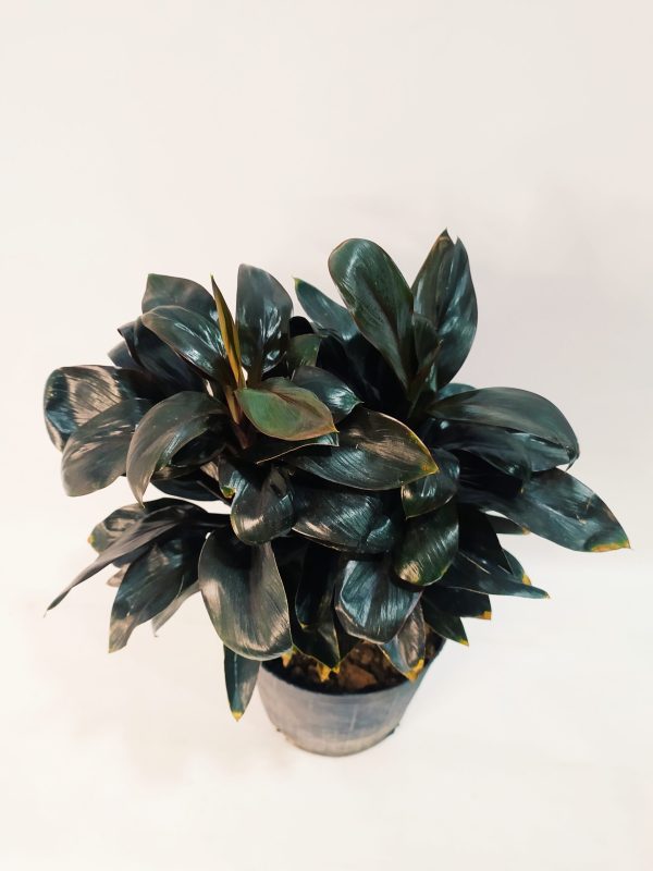Dracena Baby Chocolate - Image 2