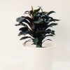 Dracena Baby Chocolate - Image 4