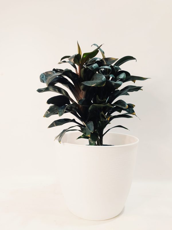 Dracena Baby Chocolate - Image 4