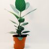 Ficus Audrey "S". Nuevo!