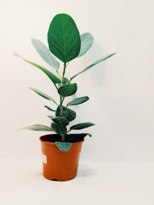 Ficus Audrey "S". Nuevo!