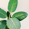Ficus Audrey "S". Nuevo! - Image 3
