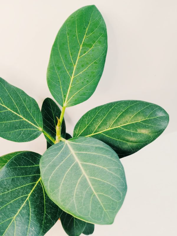 Ficus Audrey "S". Nuevo! - Image 3
