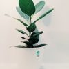 Ficus Audrey "S". Nuevo! - Image 4