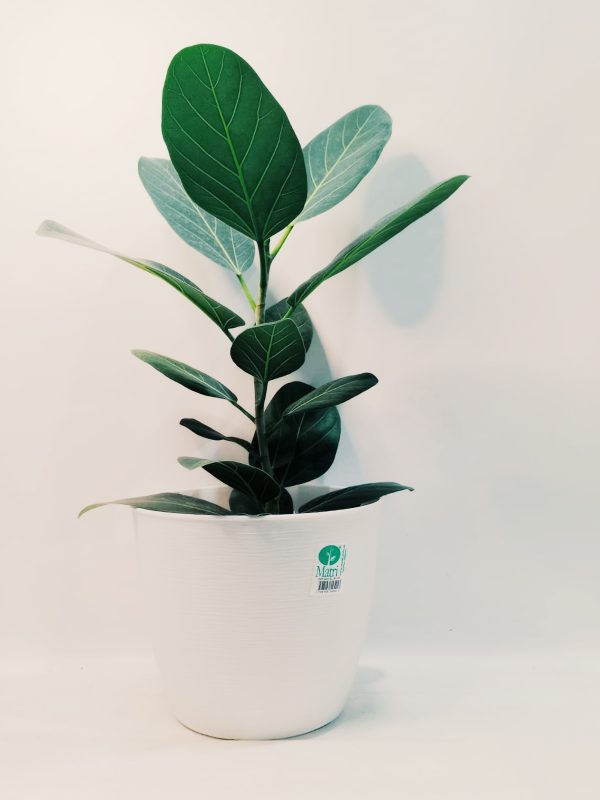 Ficus Audrey "S". Nuevo! - Image 4
