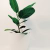 Ficus Audrey "S". Nuevo! - Image 5
