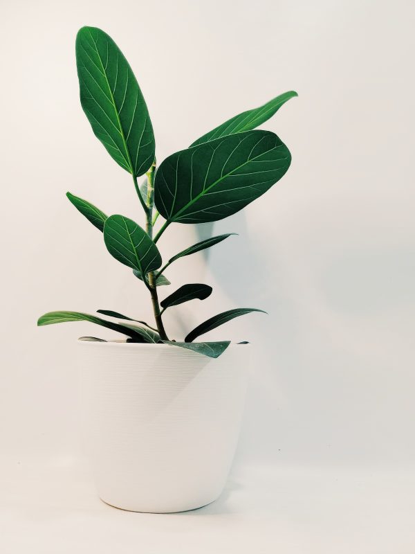 Ficus Audrey "S". Nuevo! - Image 5