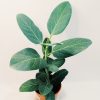 Ficus Audrey "S". Nuevo! - Image 2