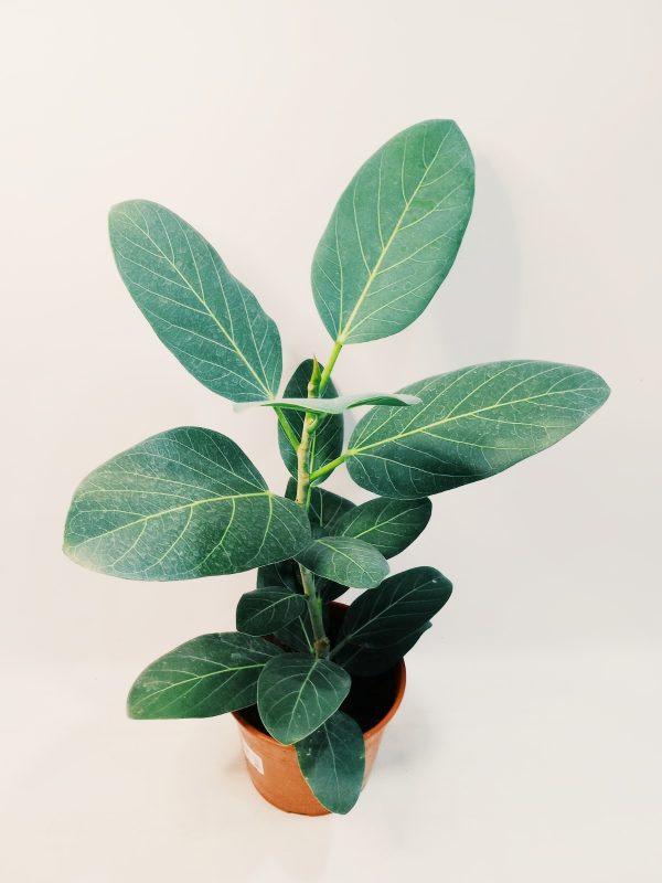 Ficus Audrey "S". Nuevo! - Image 2
