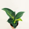 Philodendron Birkin "S" Novedad! - Image 2