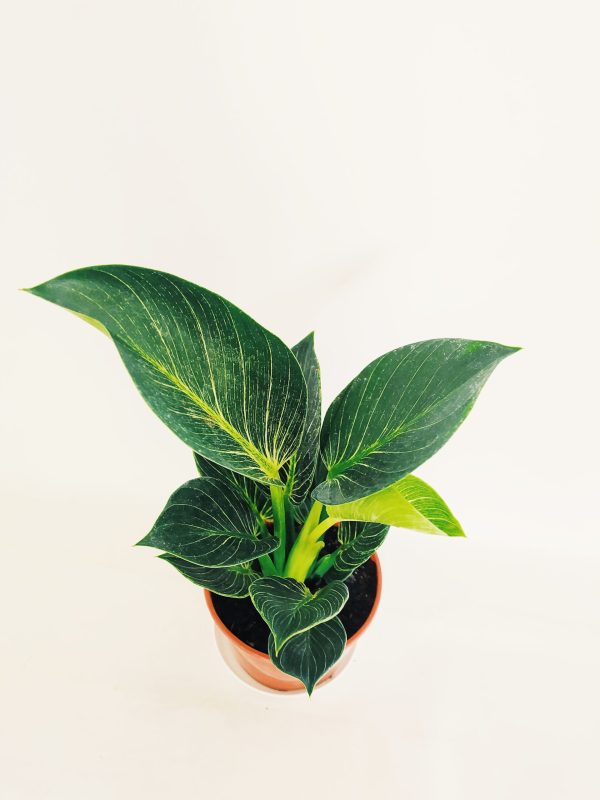 Philodendron Birkin "S" Novedad! - Image 2