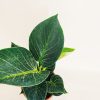 Philodendron Birkin "S" Novedad! - Image 3
