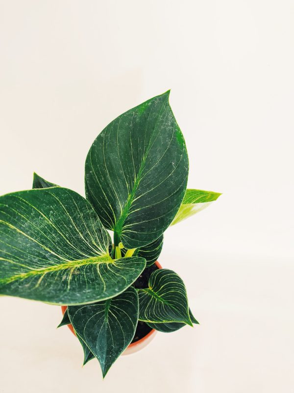 Philodendron Birkin "S" Novedad! - Image 3