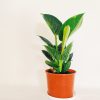 Philodendron Birkin "S" Novedad!