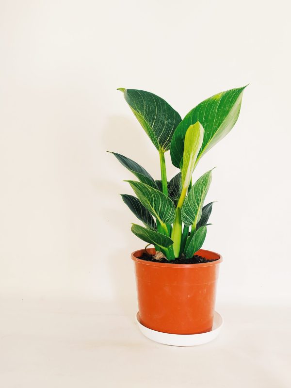 Philodendron Birkin "S" Novedad!