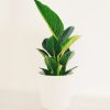 Philodendron Birkin "S" Novedad! - Image 5