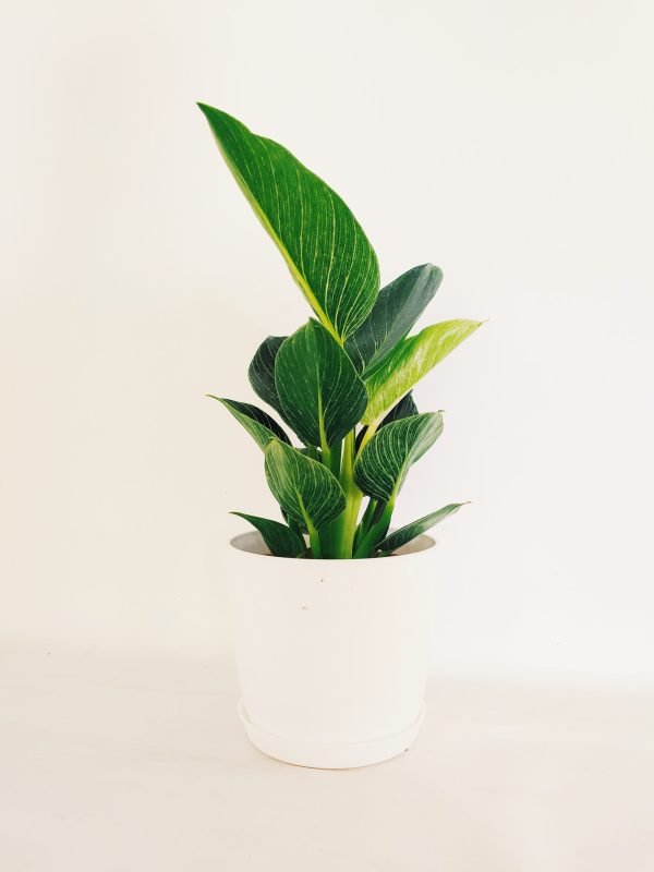Philodendron Birkin "S" Novedad! - Image 5
