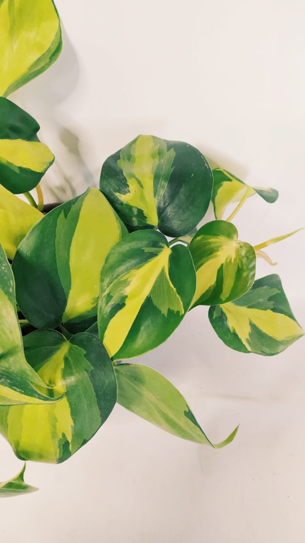 Philodendron Cordatum Brasil “S” - Image 4