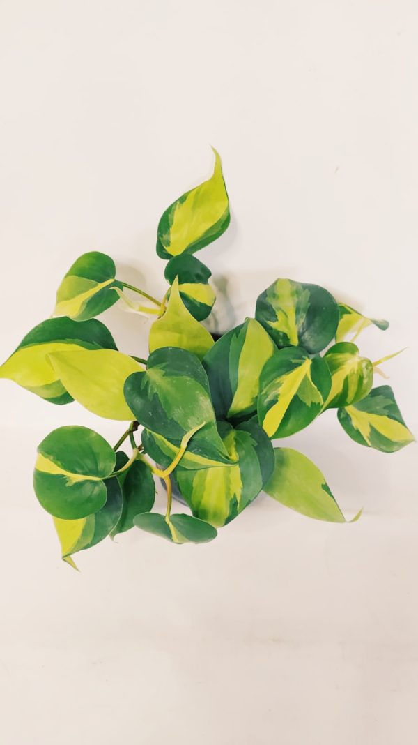 Philodendron Cordatum Brasil “S” - Image 2